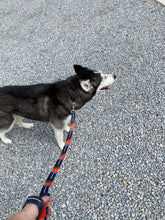 SJM17 Pet Collars and Leashes
