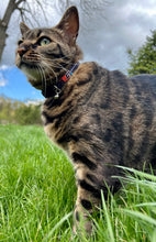 SJM17 Pet Collars and Leashes