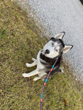 17 Dog Leashes/ Keychains